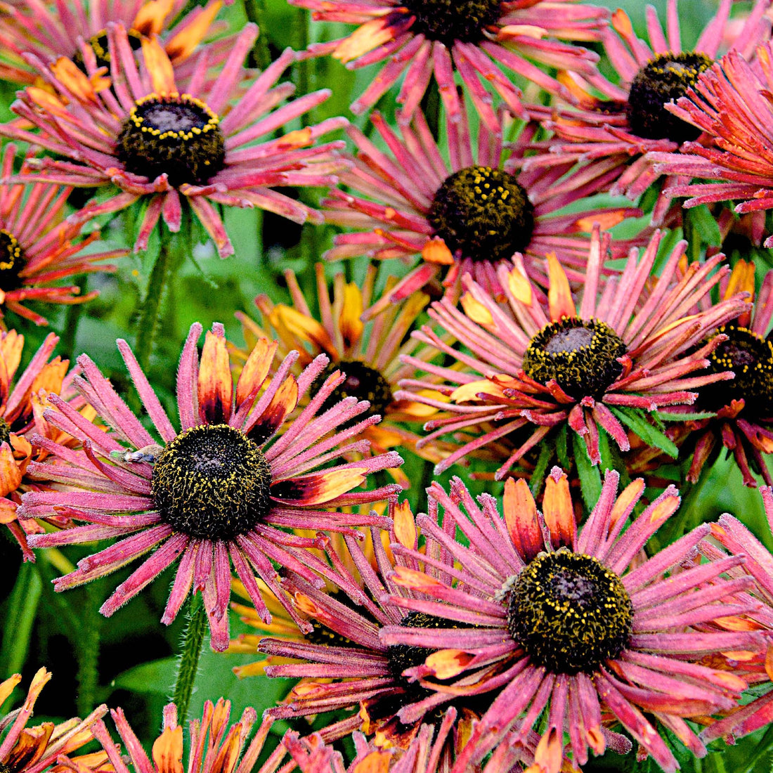 Rudbeckia hirta Russett Glow