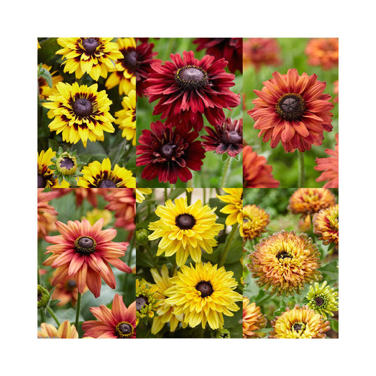 Rudbeckia hirta collection