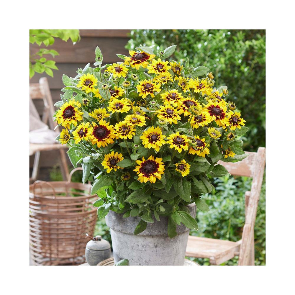 Rudbeckia hirta Enchanted Cosmic Eye
