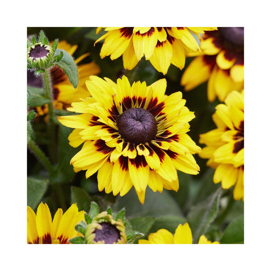 Rudbeckia hirta collection
