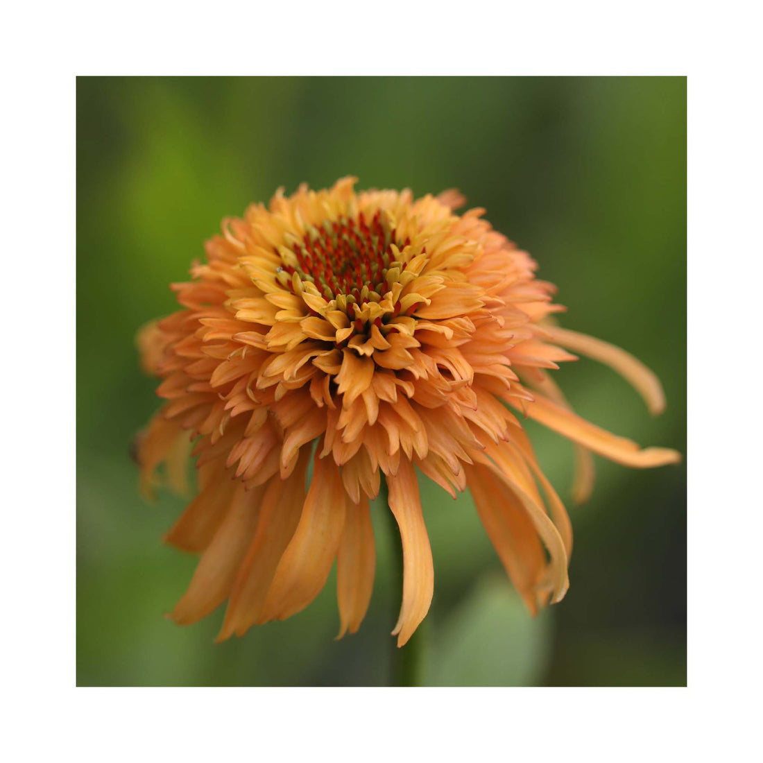 Rudbeckia hirta &