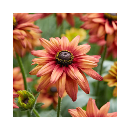 Rudbeckia hirta &