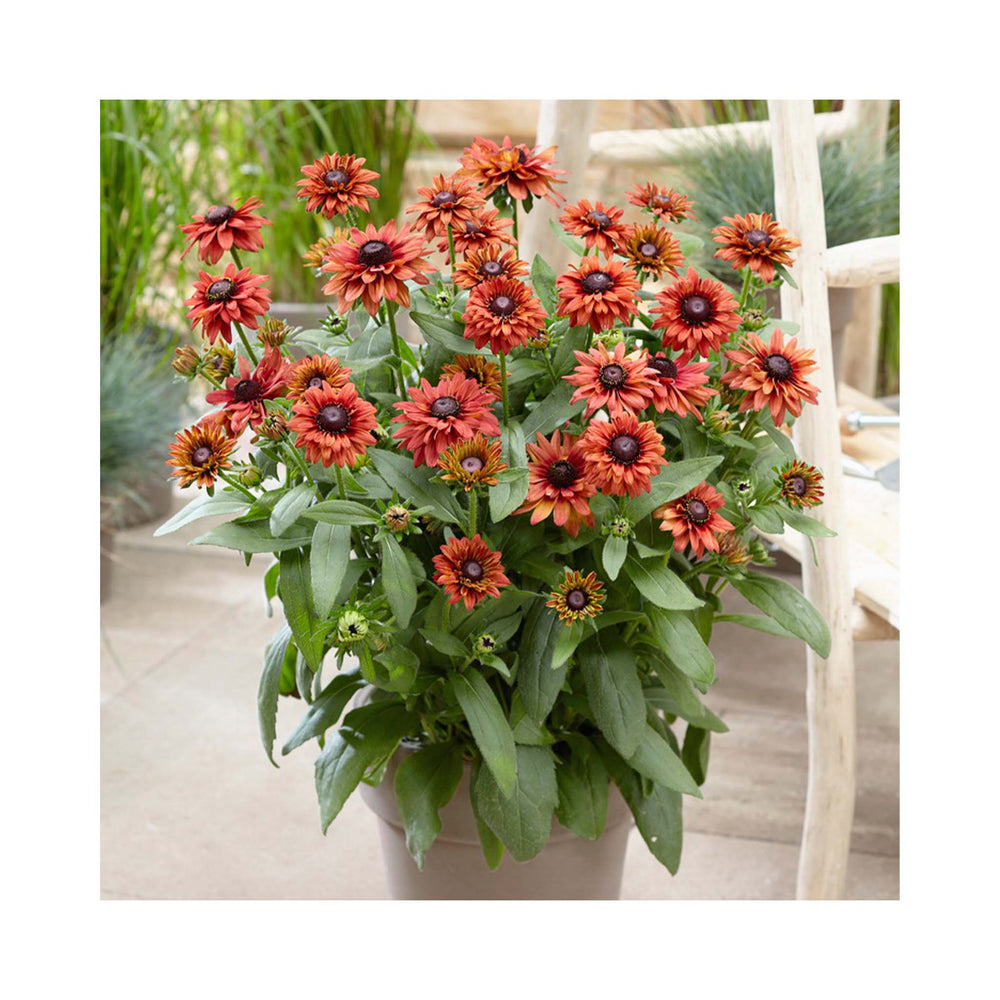 Rudbeckia hirta 'Enchanted Flame'