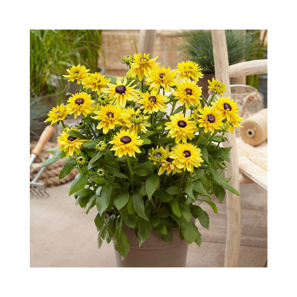 Rudbeckia hirta 'Enchanted Glow'