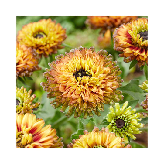 Rudbeckia hirta Enchanted Nightfall