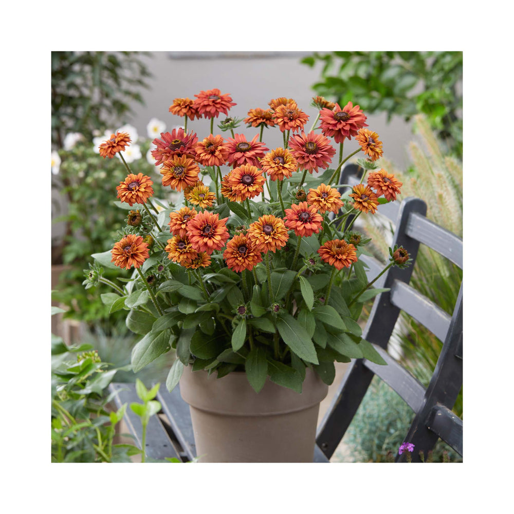 Rudbeckia hirta 'Enchanted Romance'