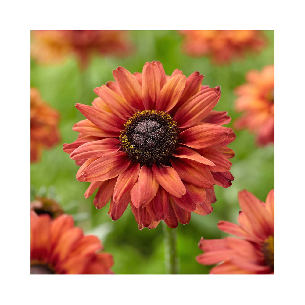 Rudbeckia hirta collection