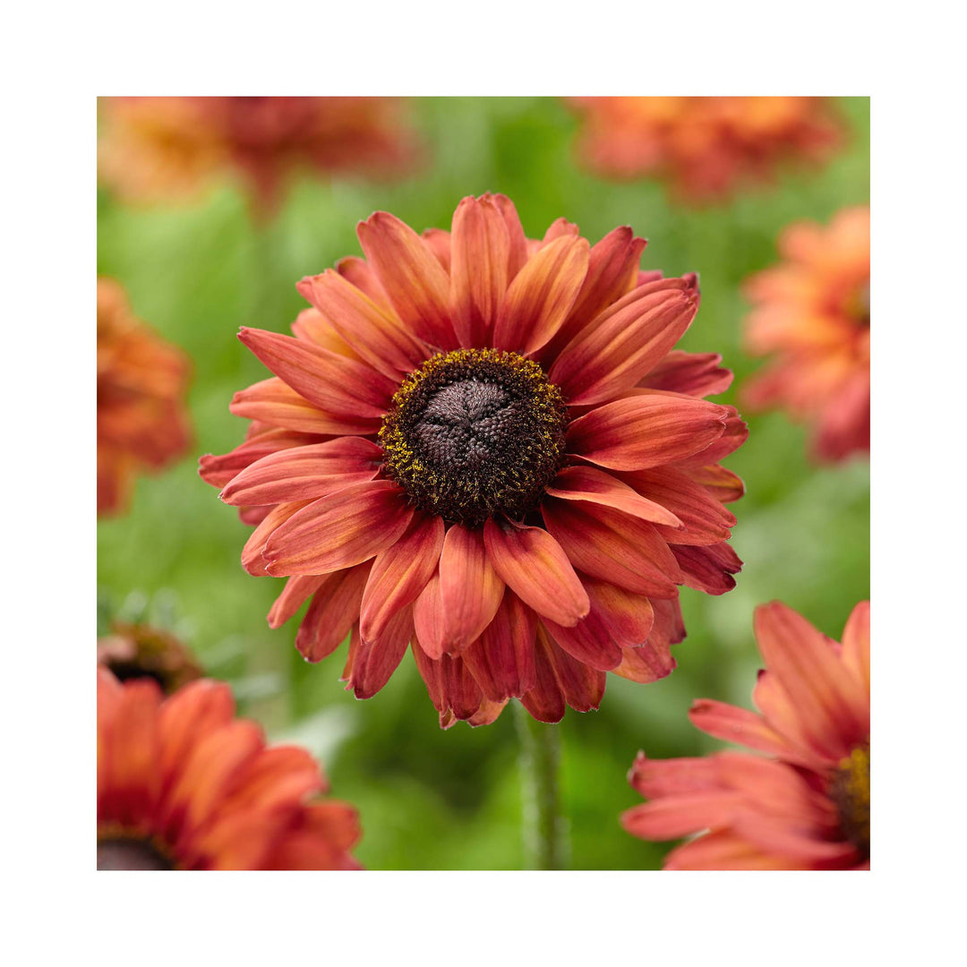 Rudbeckia hirta collection