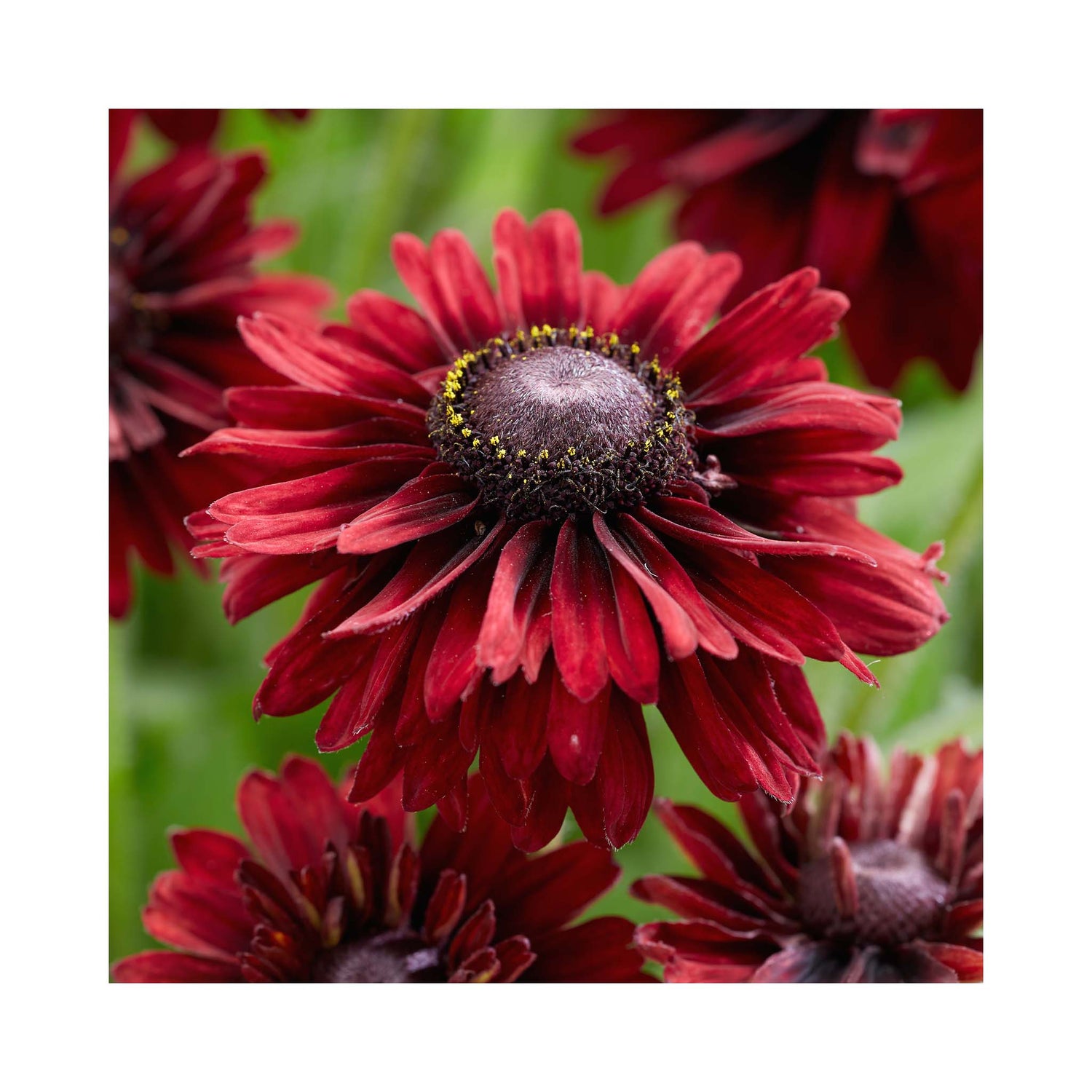 Rudbeckia hirta &