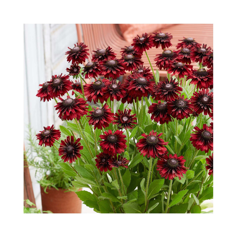 Rudbeckia hirta Enchanted Velvet Flame