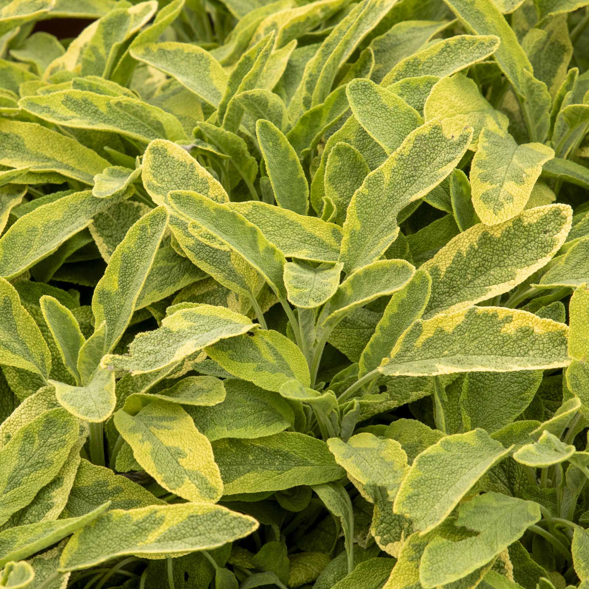 Gold Sage