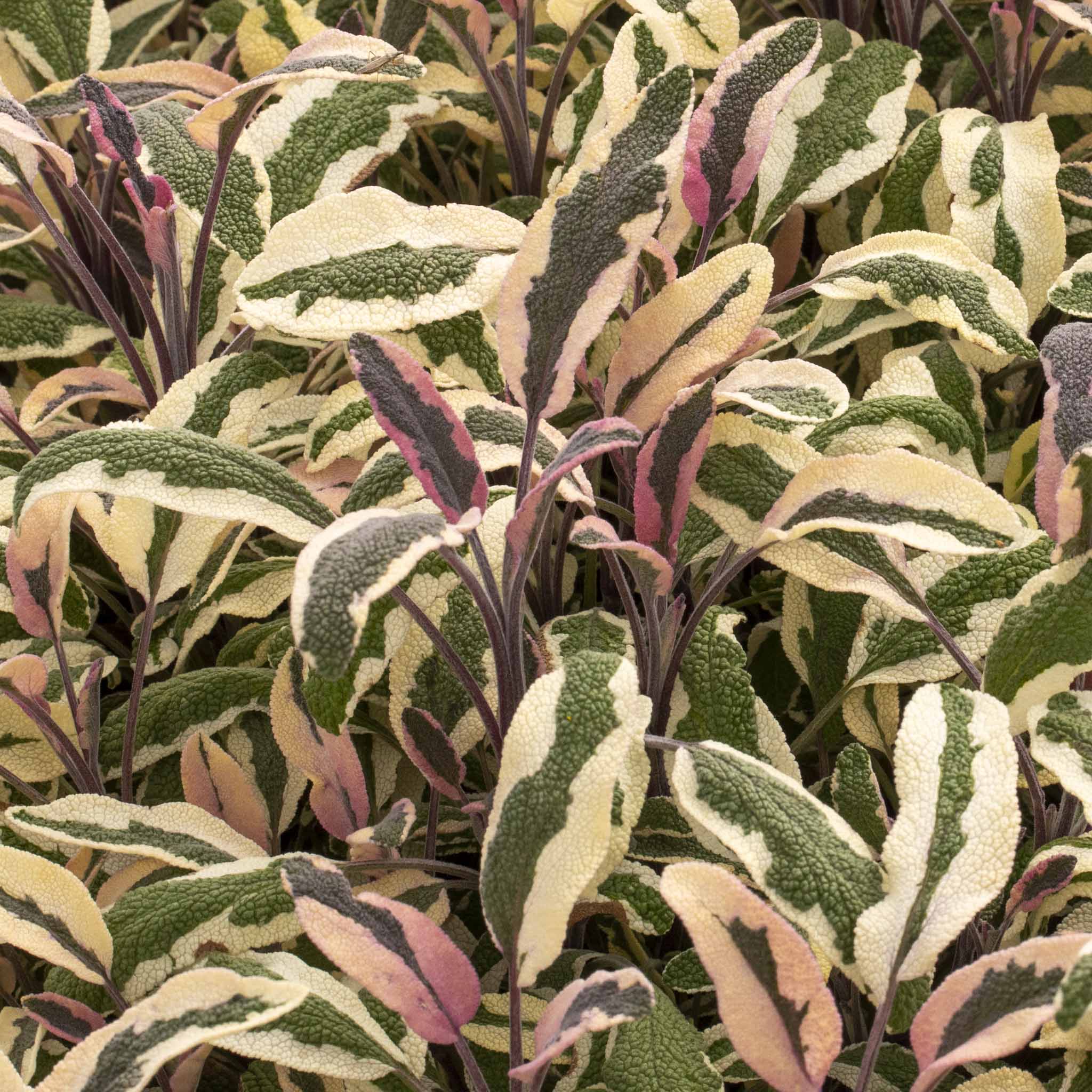 Sage Tricolor