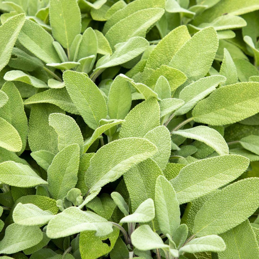 Common Sage