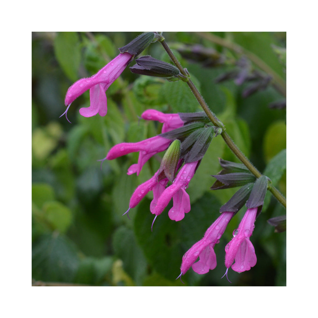 Salvia Amistad Pink