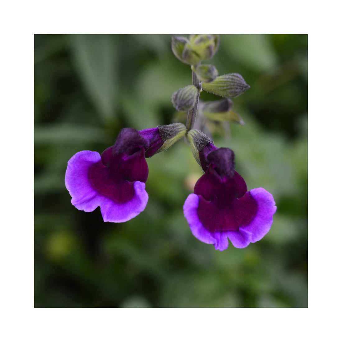 Salvia Blackberry Ripple