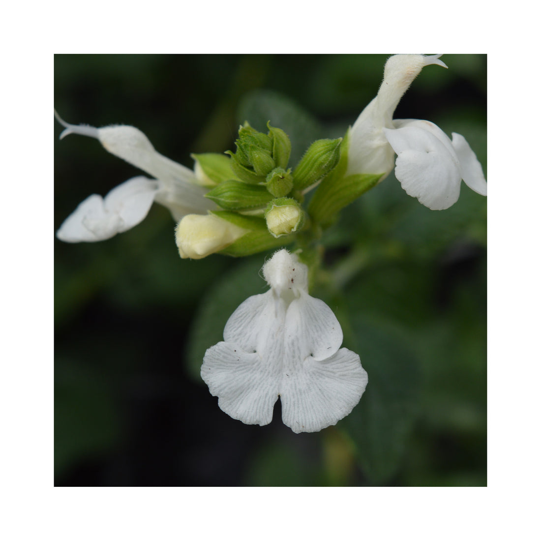 Salvia Chalk White