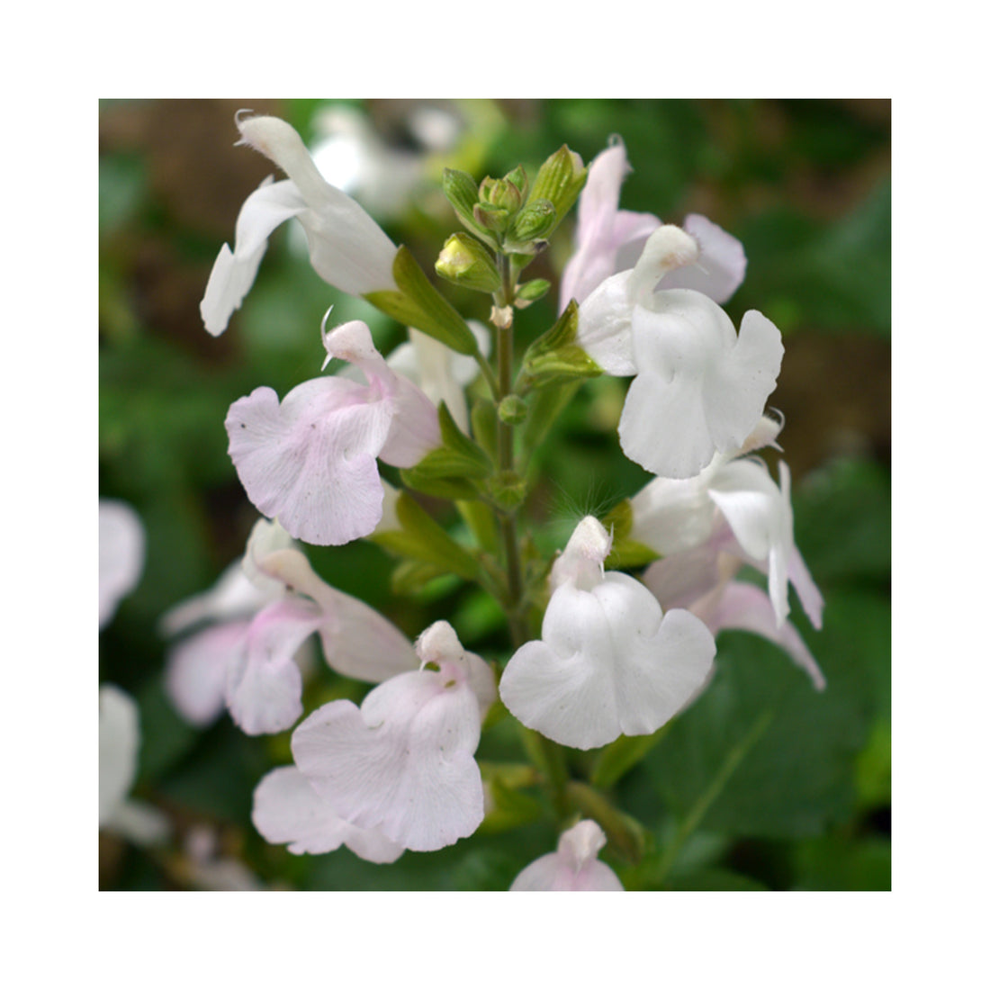 Salvia Glacier