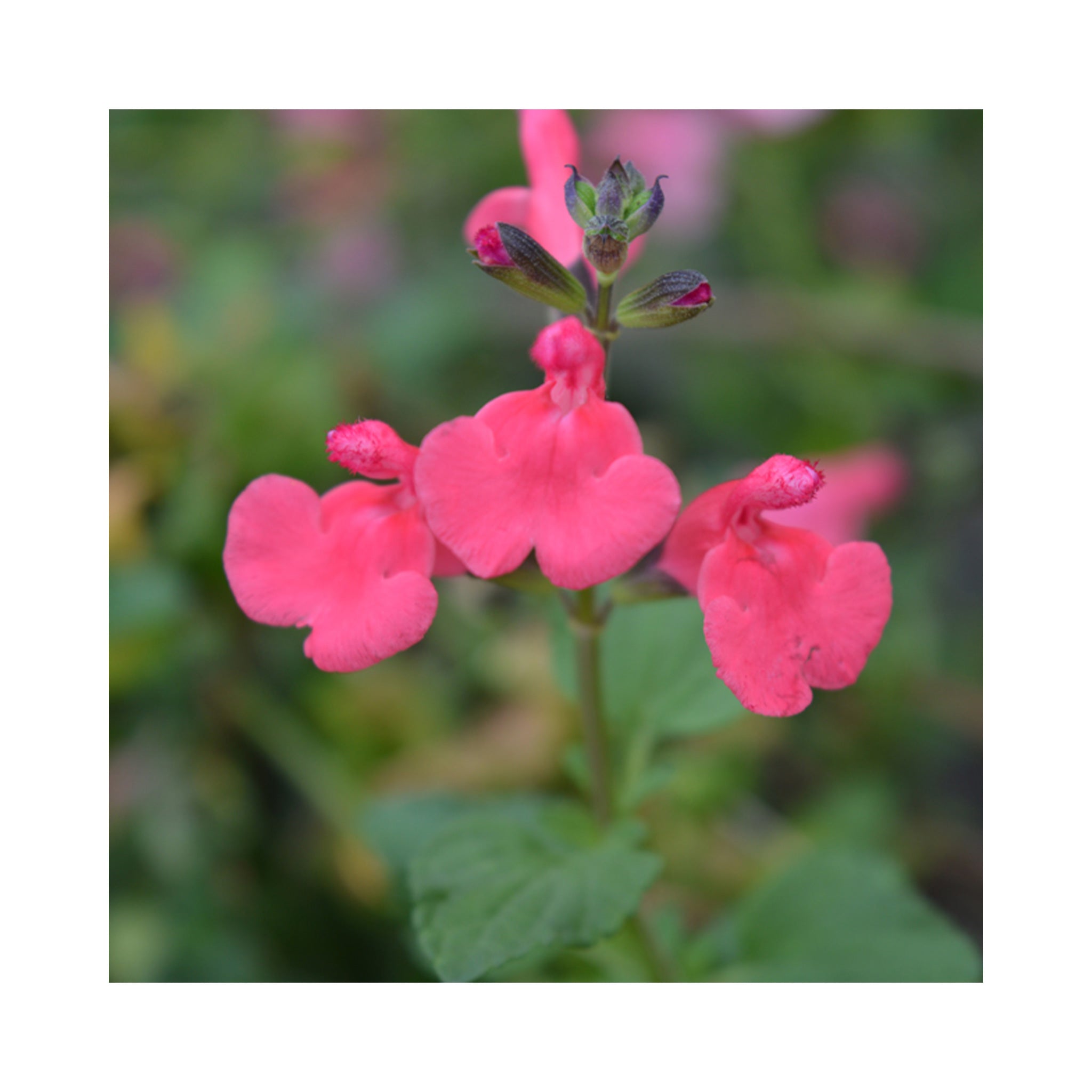 Salvia Loveheart