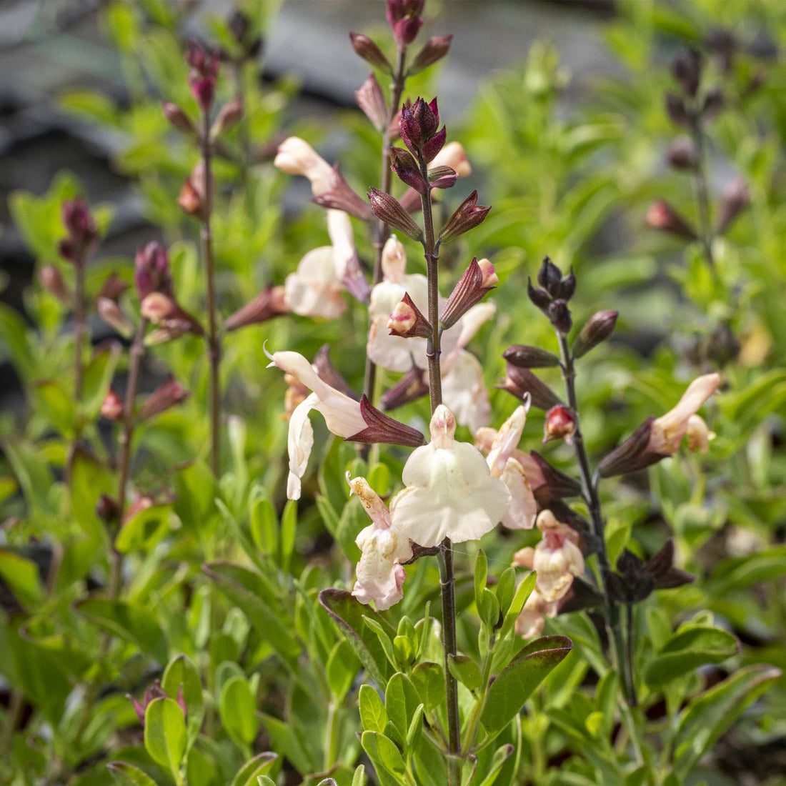 Salvia Magical Congo