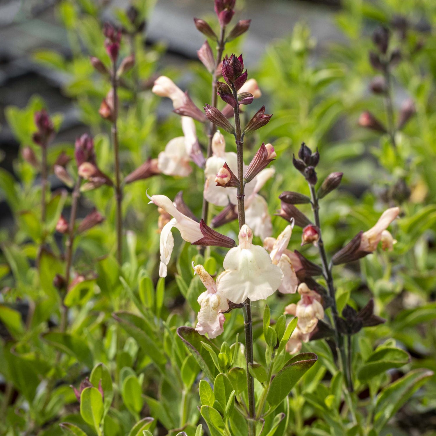 Salvia Magical Congo