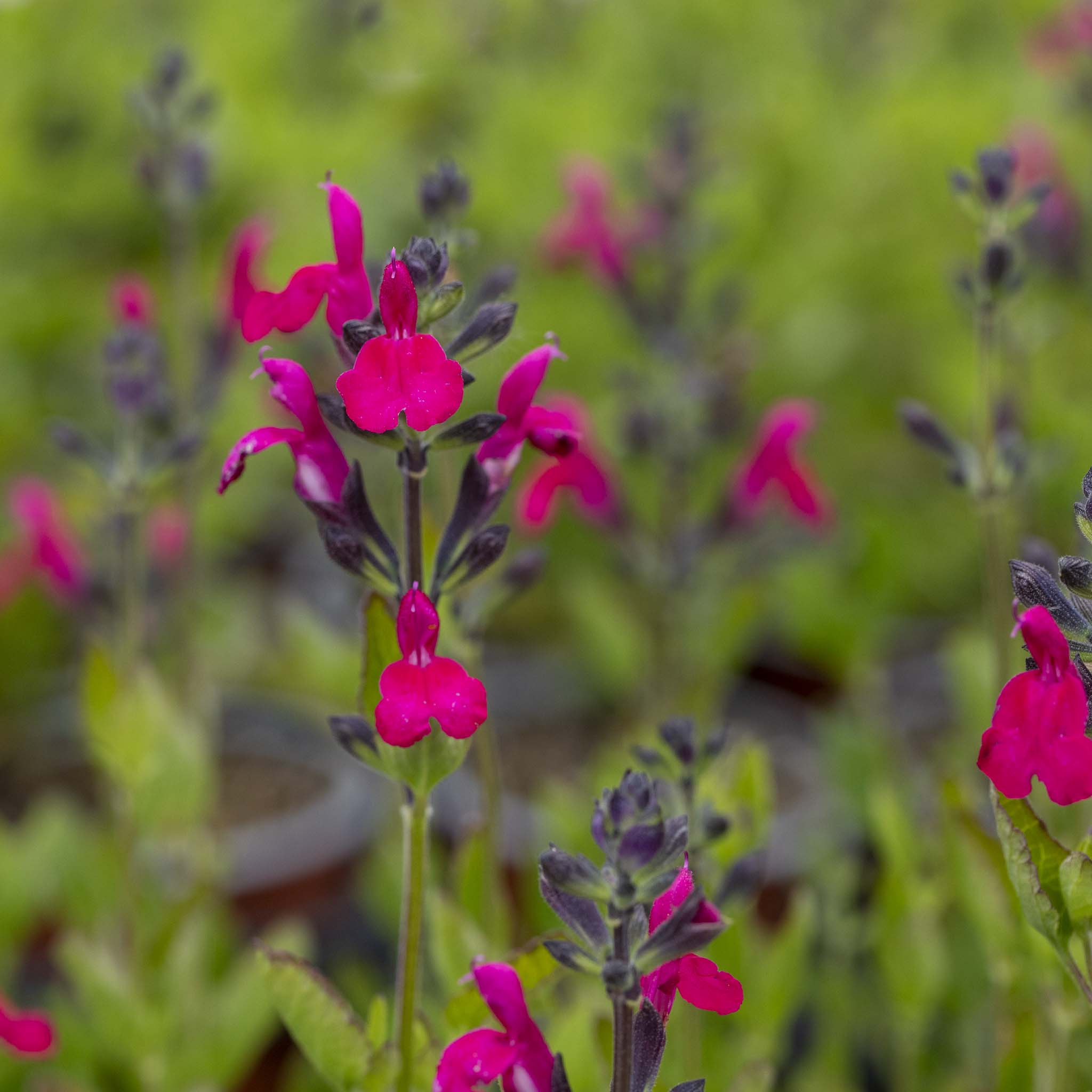 Salvia Magical Mississippi