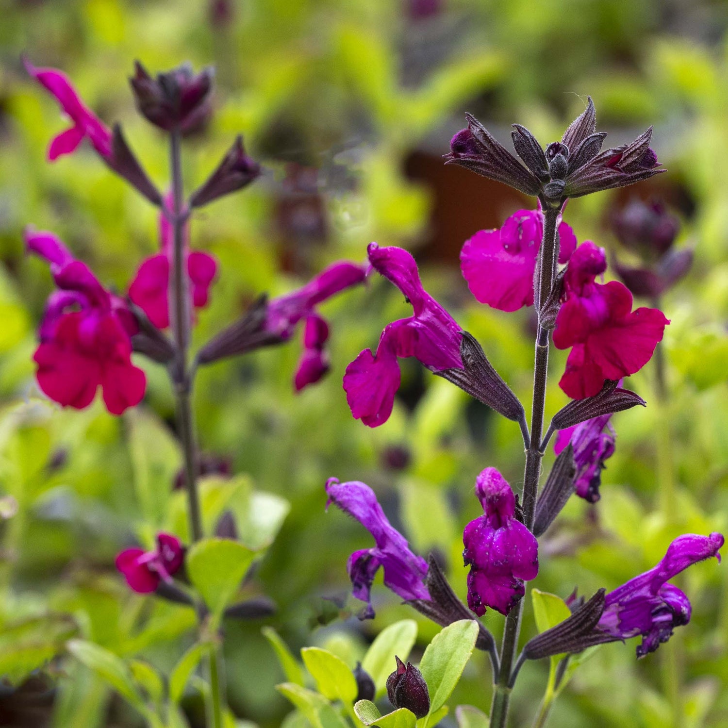 Salvia Magical Wolga