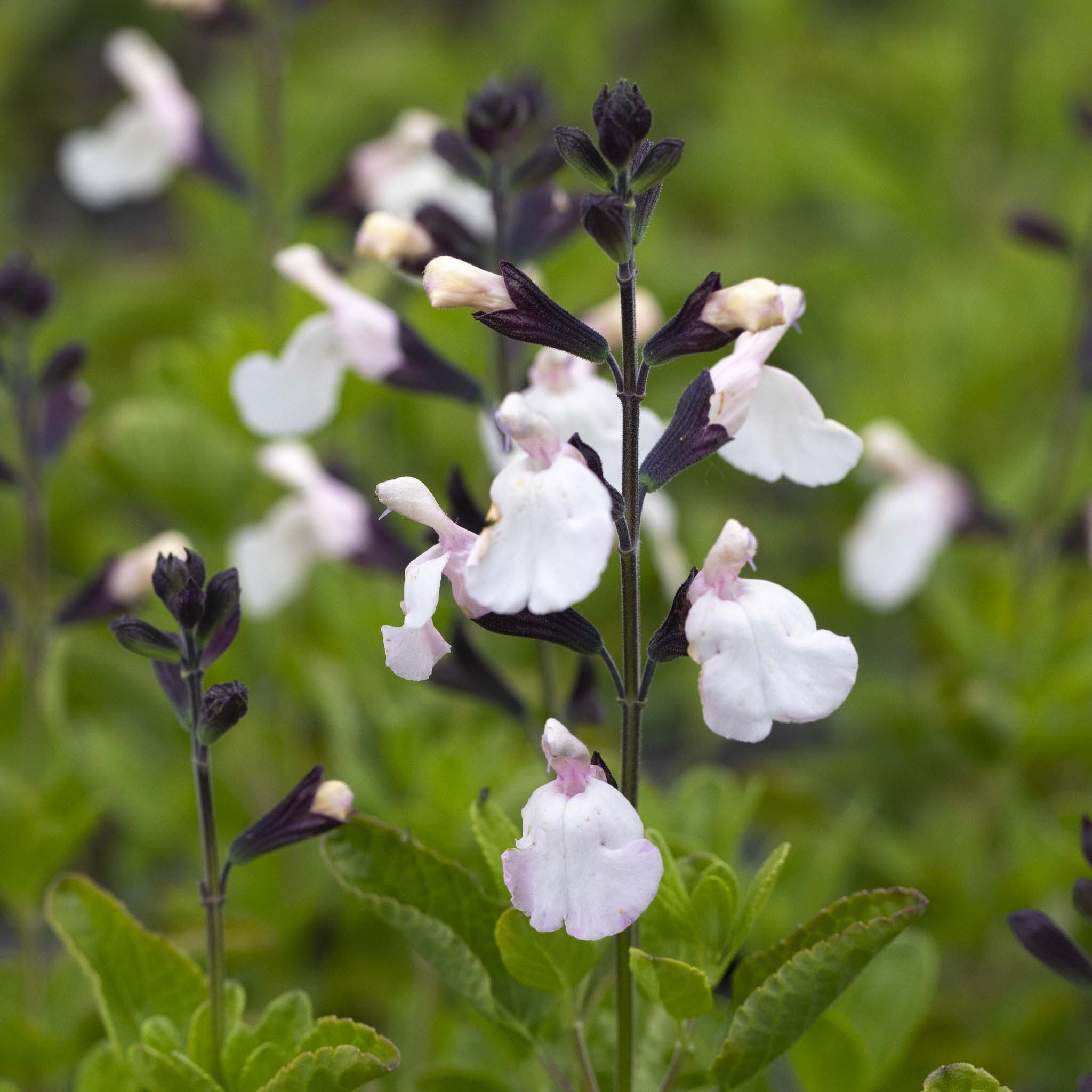 Salvia Magical Donau