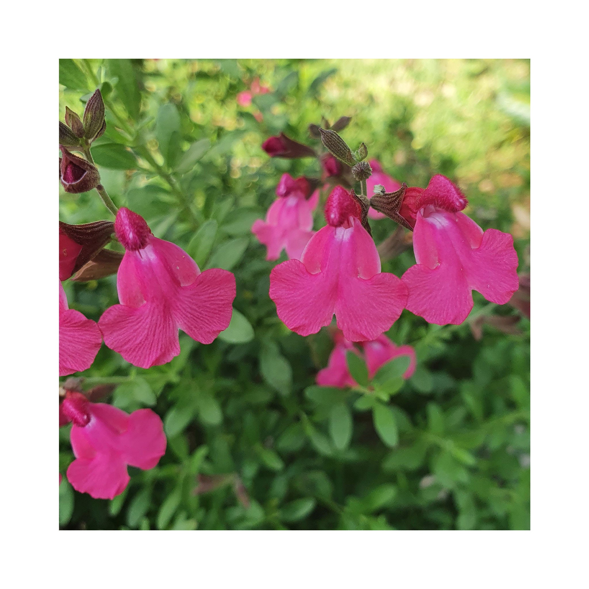 Salvia Naturally Fuchsia