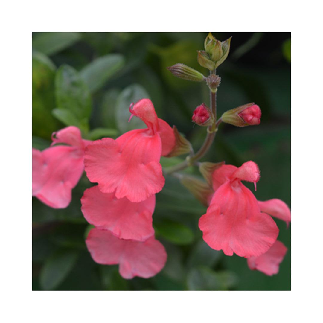 Easy Cottage Garden Border Collection – 12 Established 9cm Plants