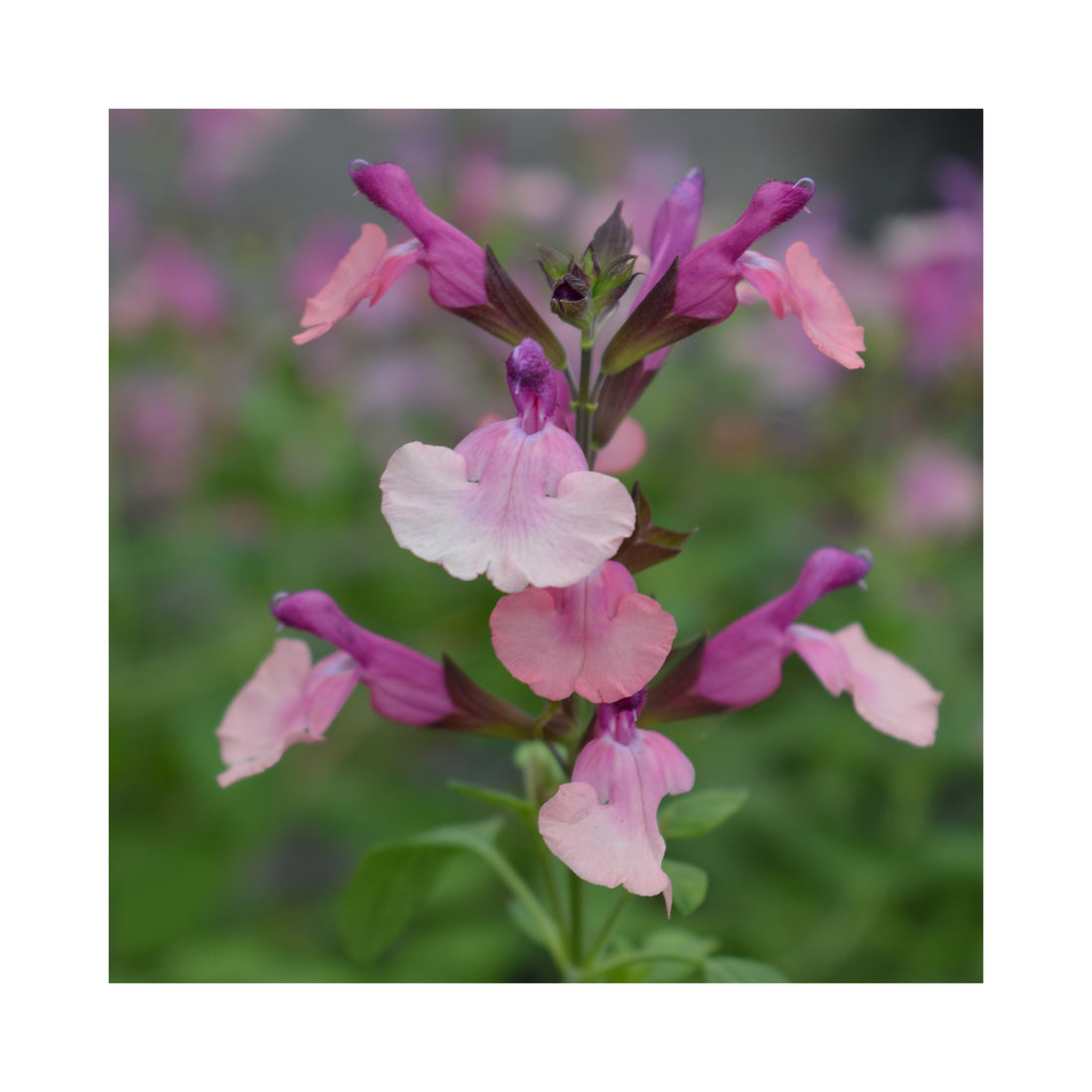 Salvia Peach Melba