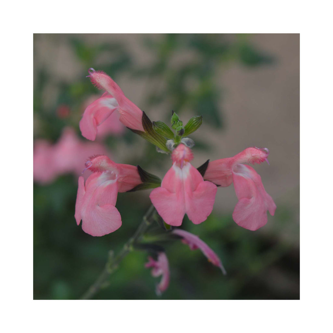 Salvia Jamensis Pluenn
