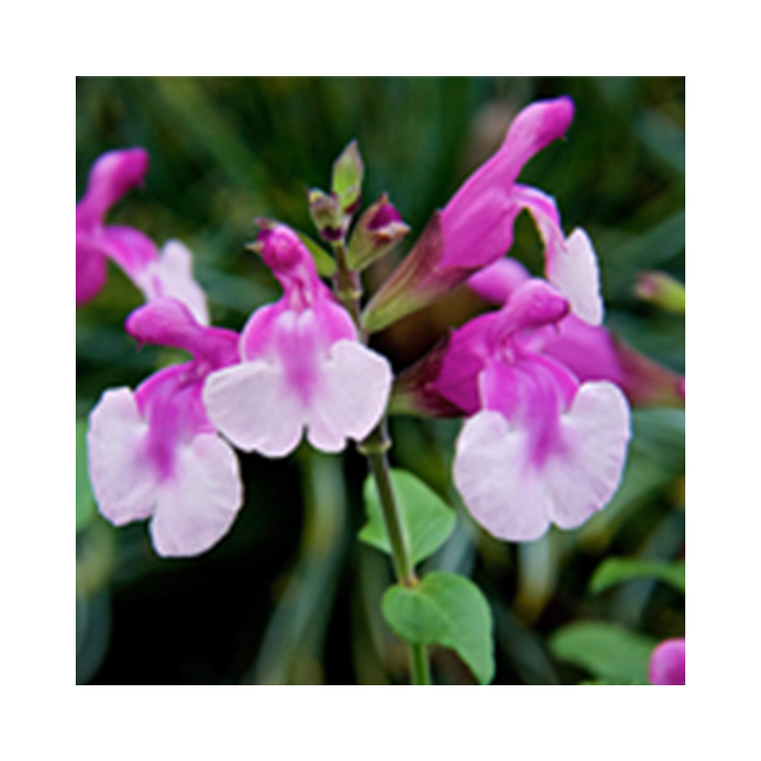 Salvia Strawberry Melba