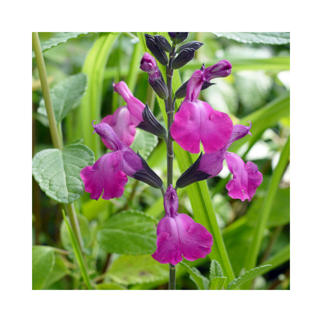 Salvia Strawberry Split