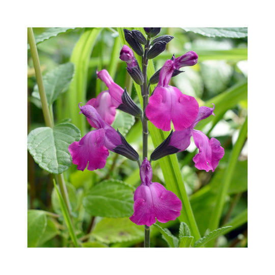 Easy Cottage Garden Border Collection – 12 Established 9cm Plants