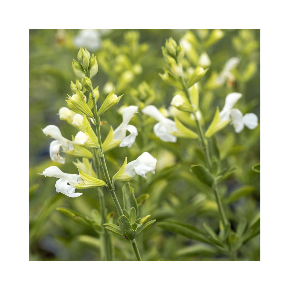 Salvia White Full Moon