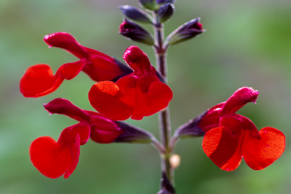 Salvias