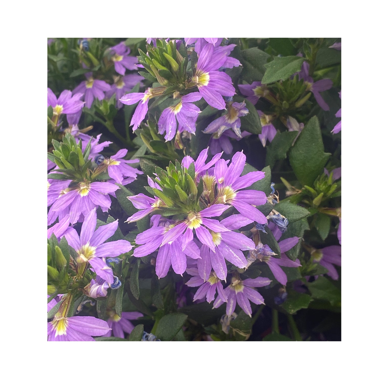 Scaevola Ventia Blue