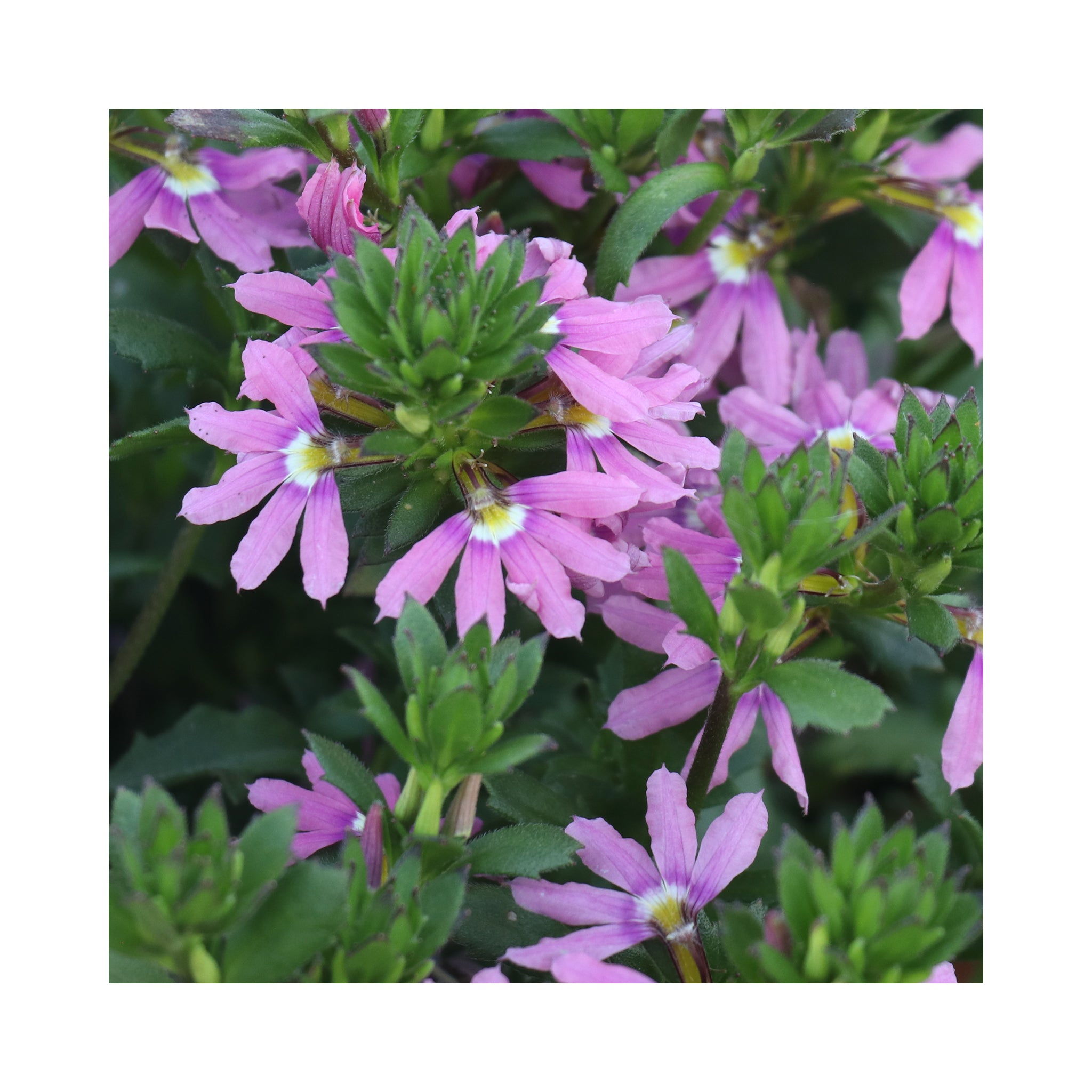 Scaevola Ventia Rose
