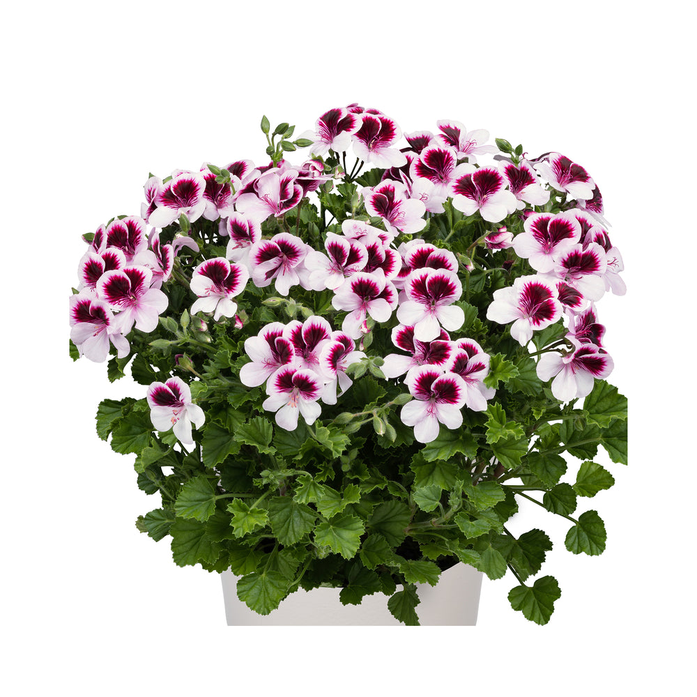 Scented Pelargonium (Geranium) Angels Perfume Bicolor
