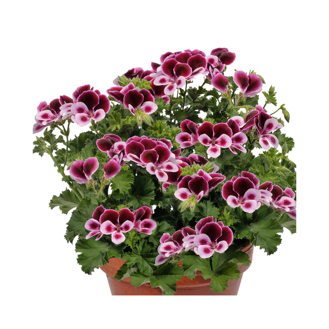 Scented Geranium Angels Perfume Burgandy