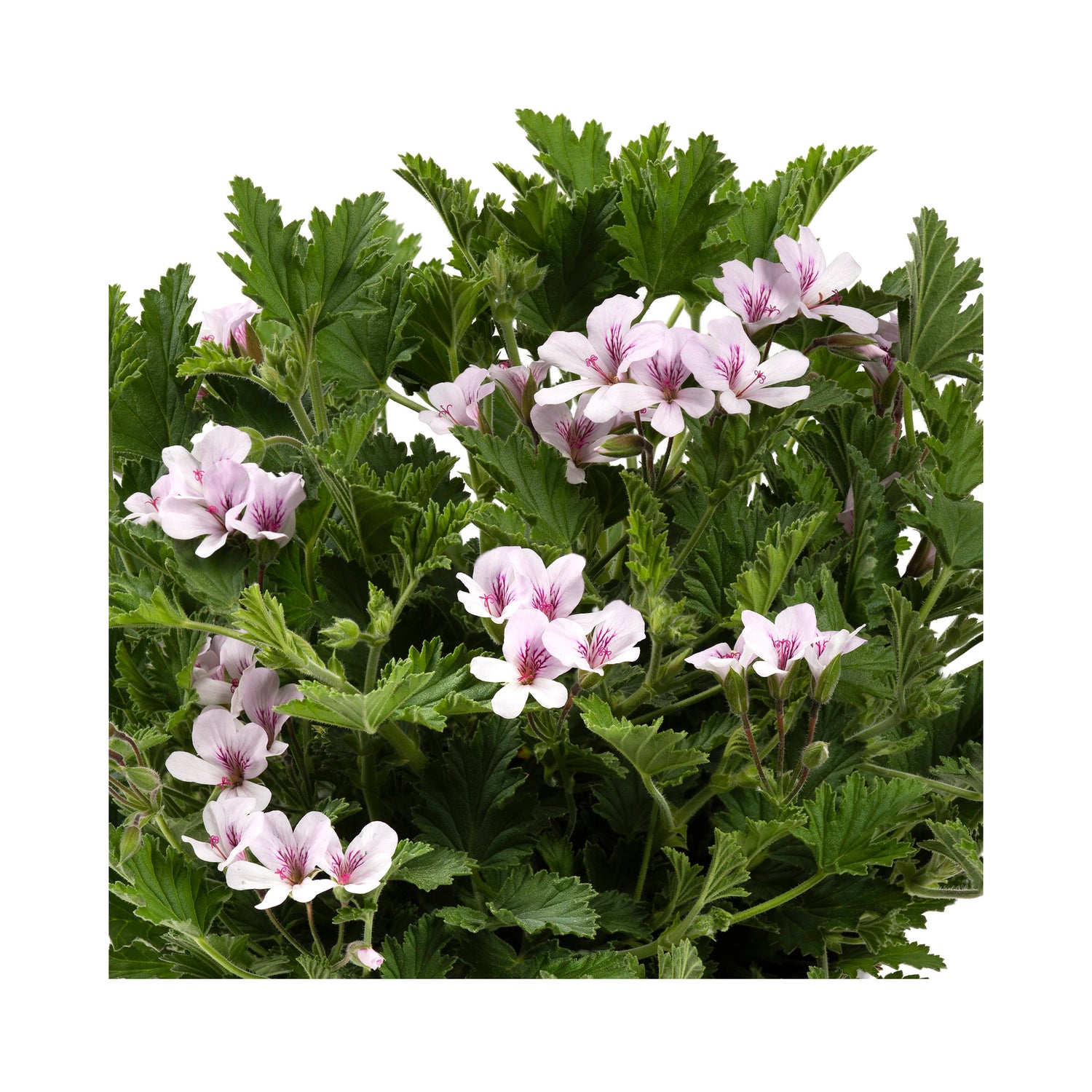 Scented Geranium Citriodorum – BuyPlants.co.uk