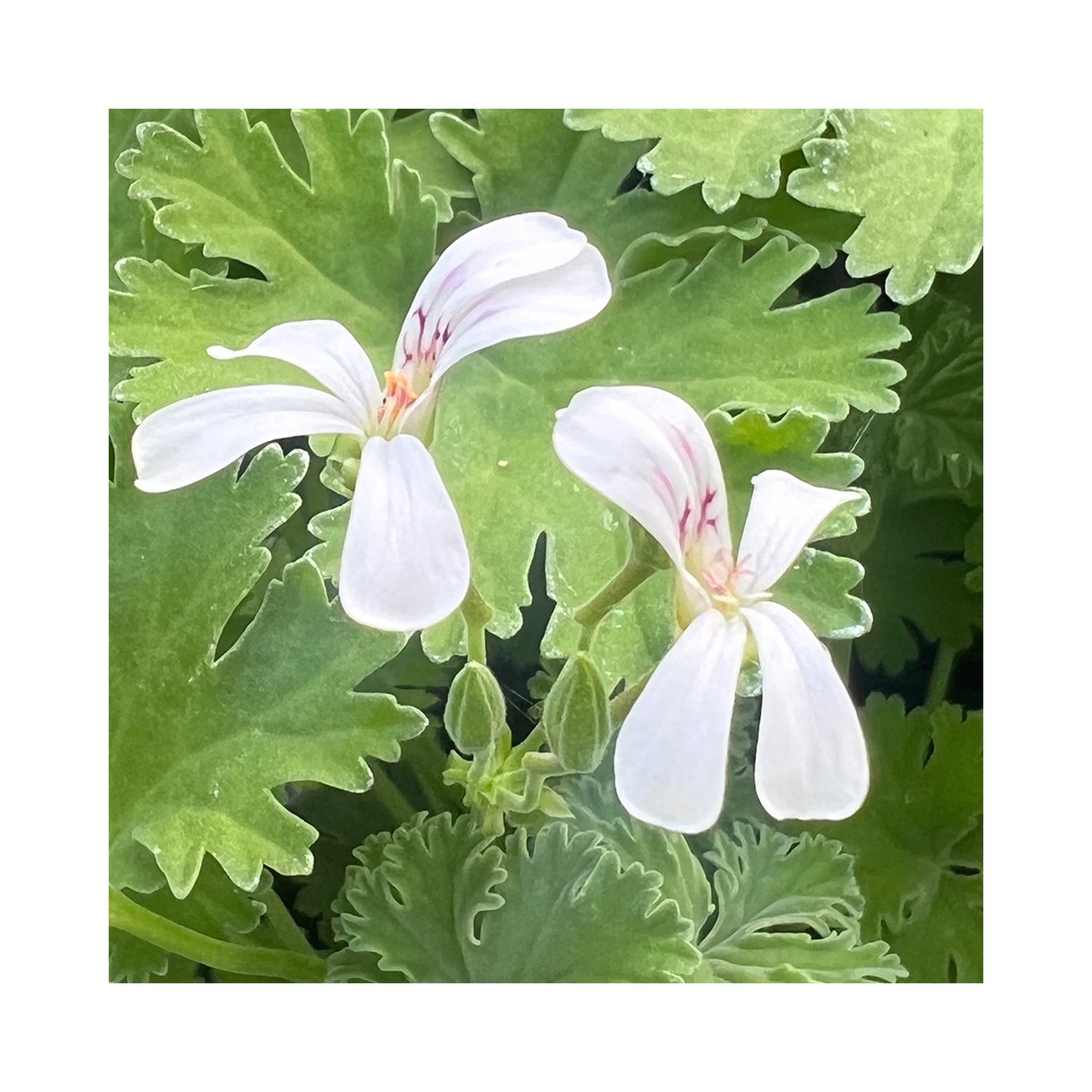 Scented Geranium Lillian Pottinger