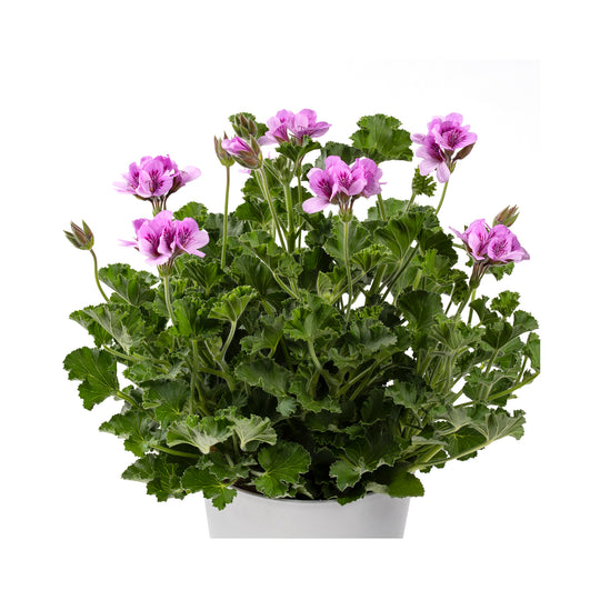 Scented Pelargonium (Geranium) Torento