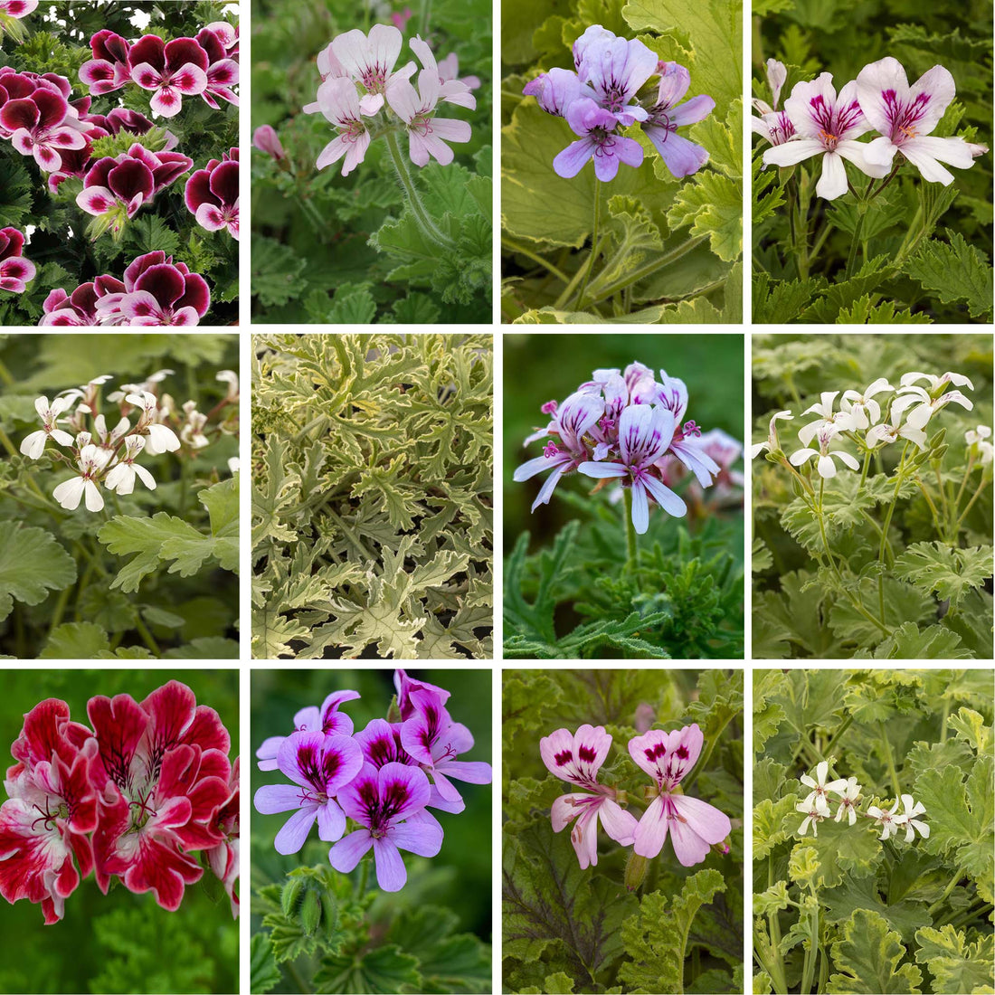 Scented Pelargonium (Geranium), 6 mixed starter plants - Stunning Flowers with Scented Foliage