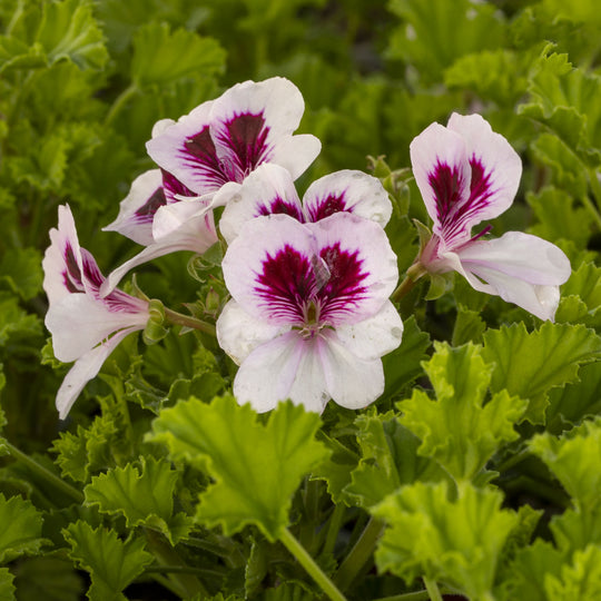 Scented Pelargonium (Geranium) Angels Perfume Bicolor