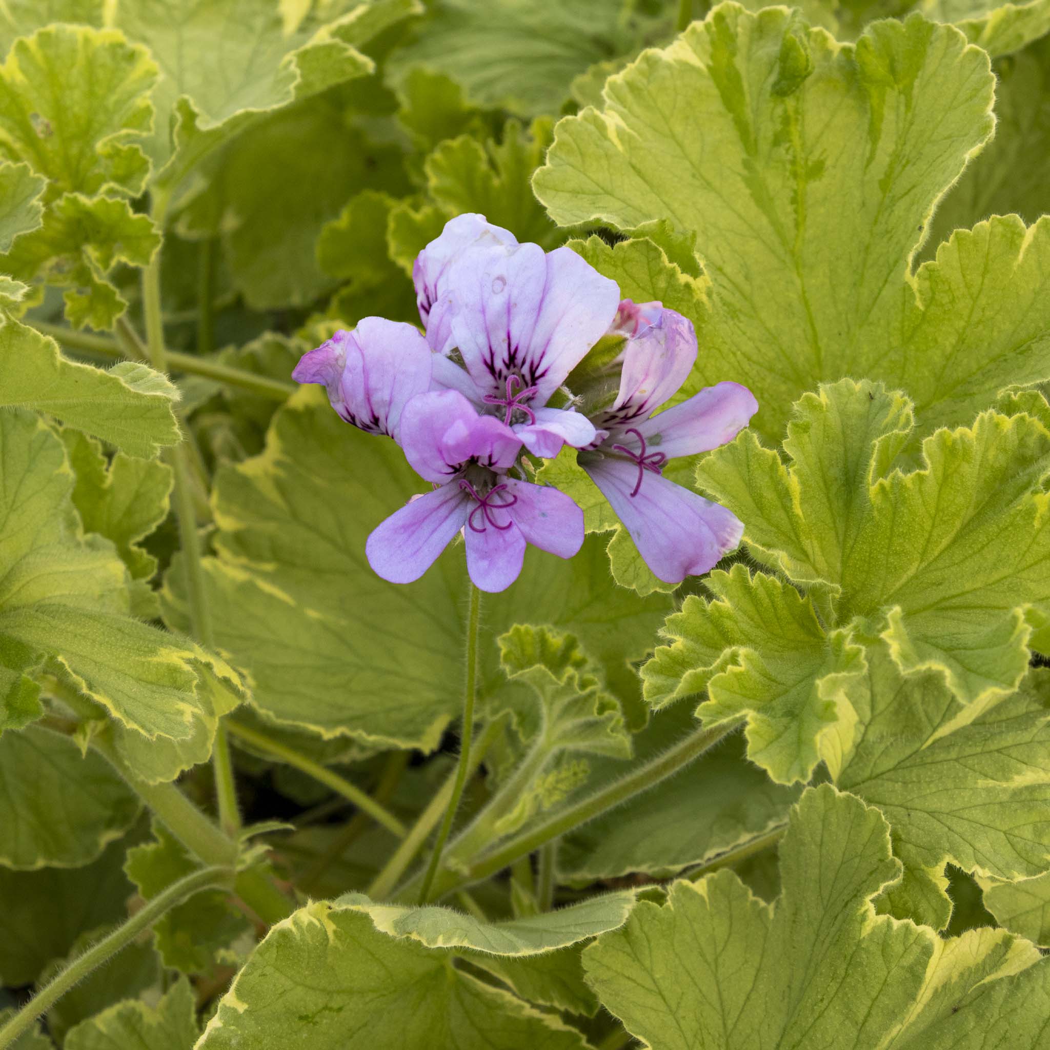 Scented Pelargonium (Geranium) Atomic Snowflake