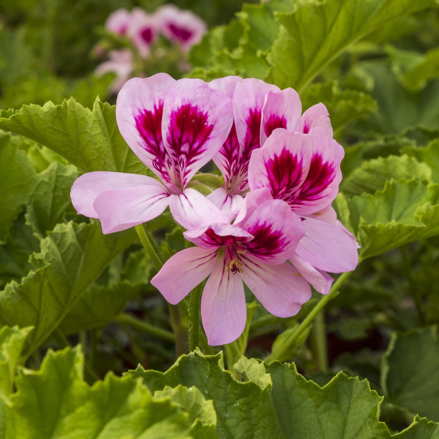 Scented Pelargonium (Geranium) Fir Trees