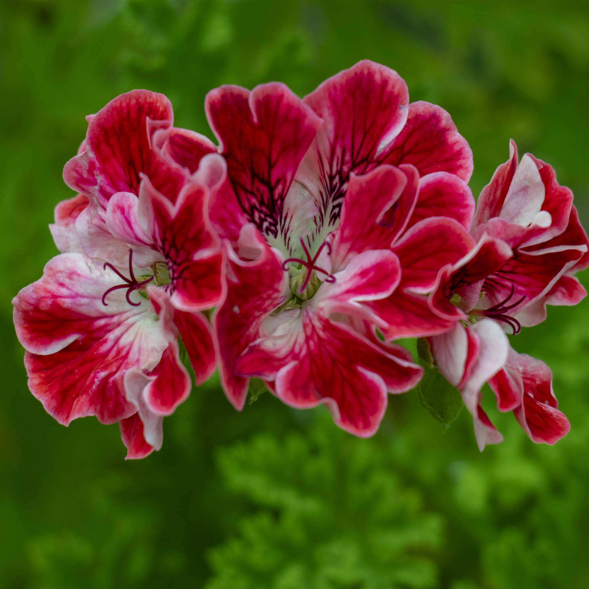 Scented Pelargonium (Geranium) Madame Nonin