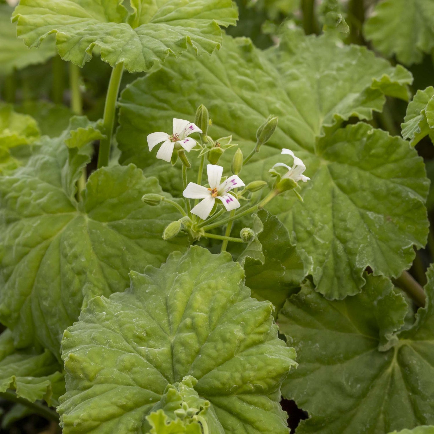 Scented Pelargonium (Geranium) Odoratissimum