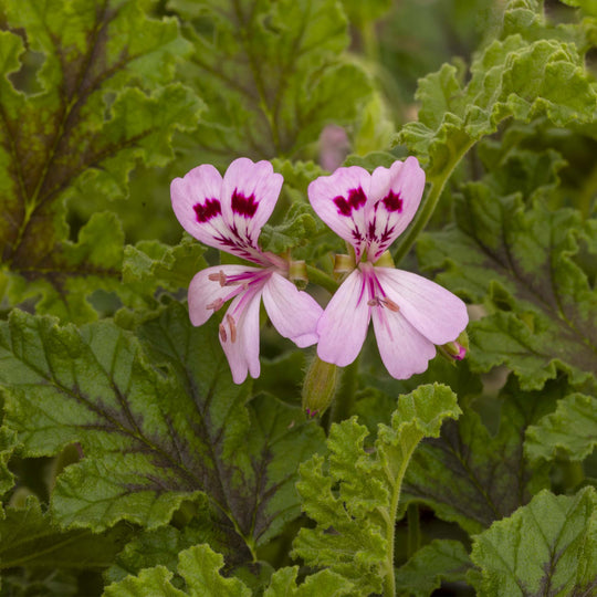 Scented Pelargonium (Geranium) Royal Oak